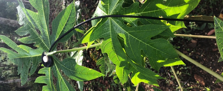 Plante tæt på skovbund med elektrode påsat ét af bladene.